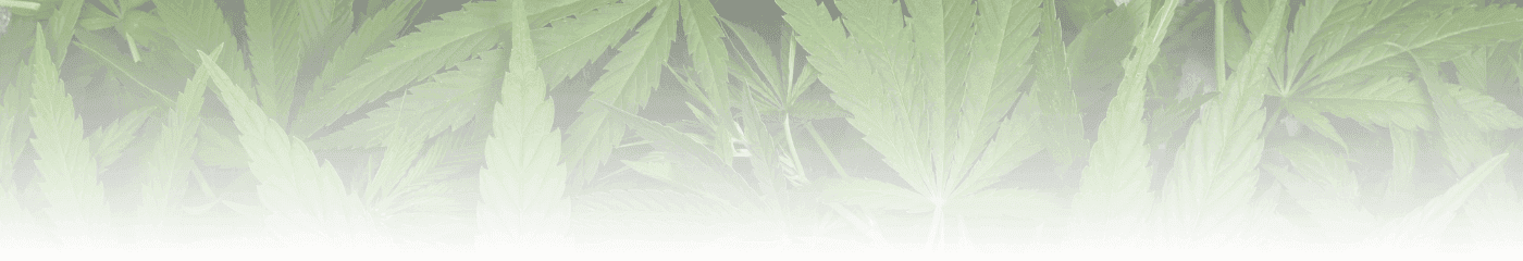 Cannabisblätter mit weißem Verlauf